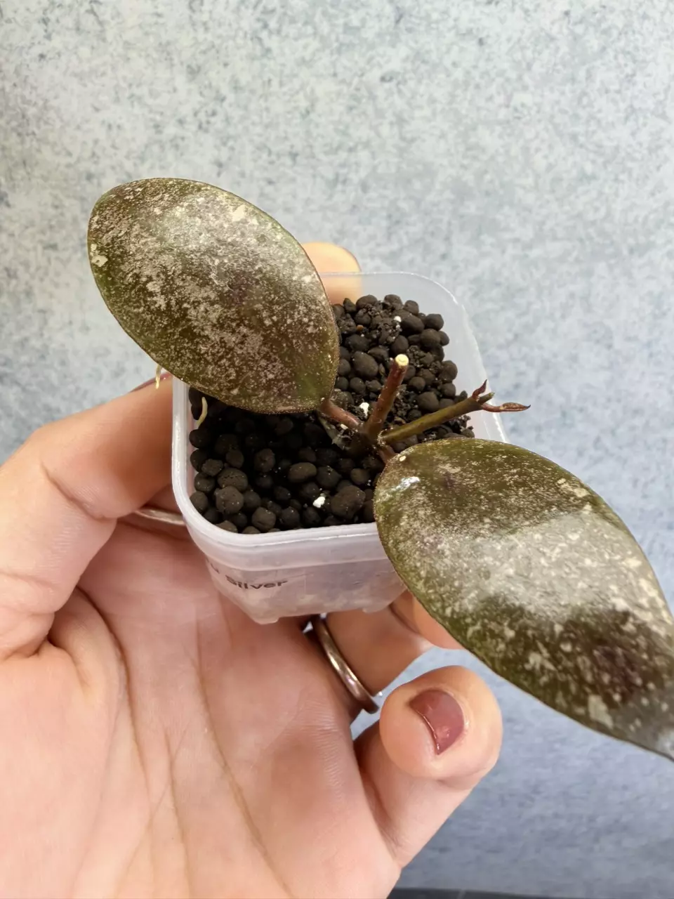 Hoya sp Kinabalu Silver rooted cutting thumbnail