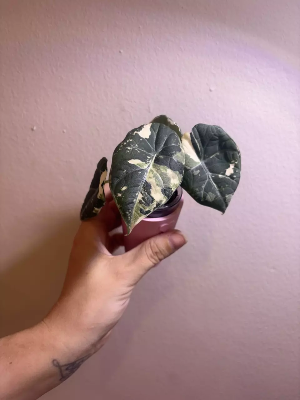 ✨Alocasia Maharani Albo/Pink✨ thumbnail