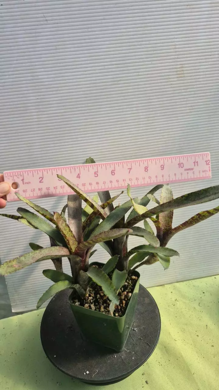 B30 Neoregelia ampullacea (Brazil) thumbnail