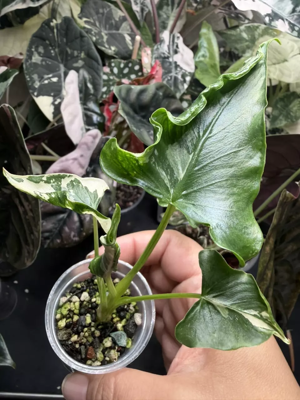 Alocasia Crinkle Albo pup thumbnail