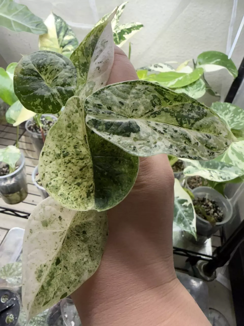 Alocasia Dragon Scale Mint thumbnail