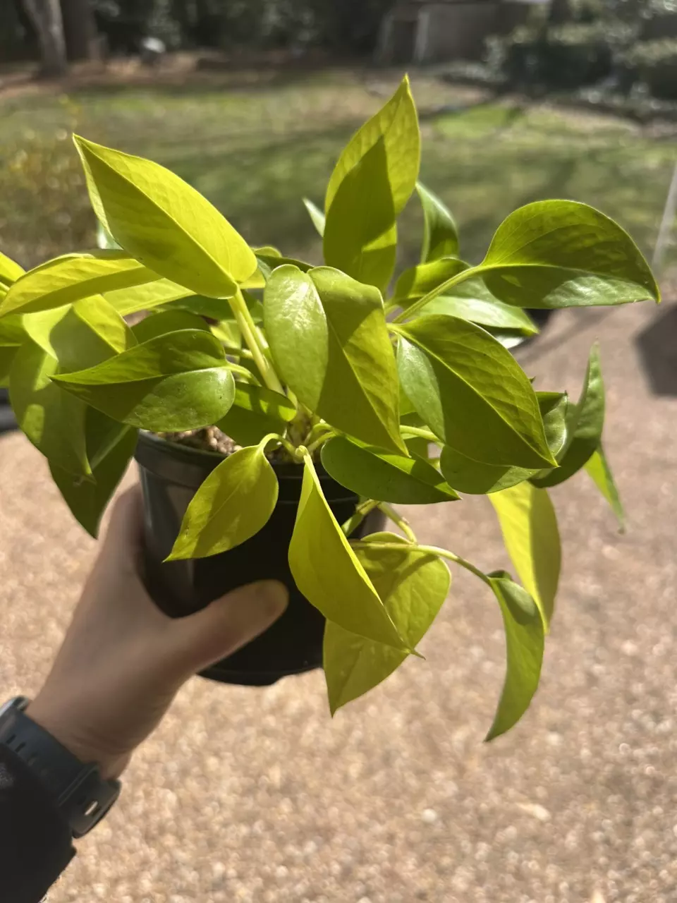 Neon Pothos thumbnail