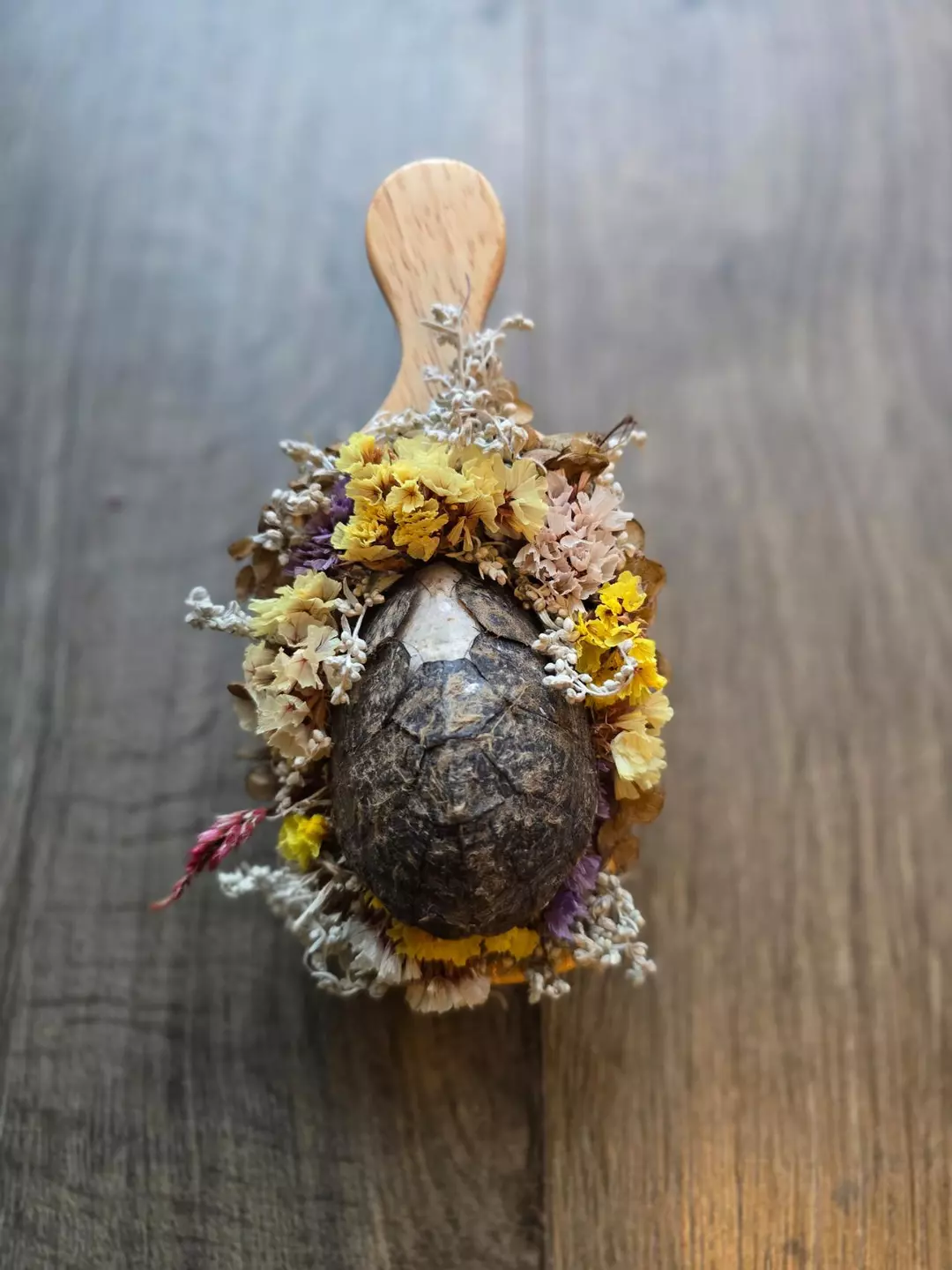 Turtle Shell - Unknown Species thumbnail