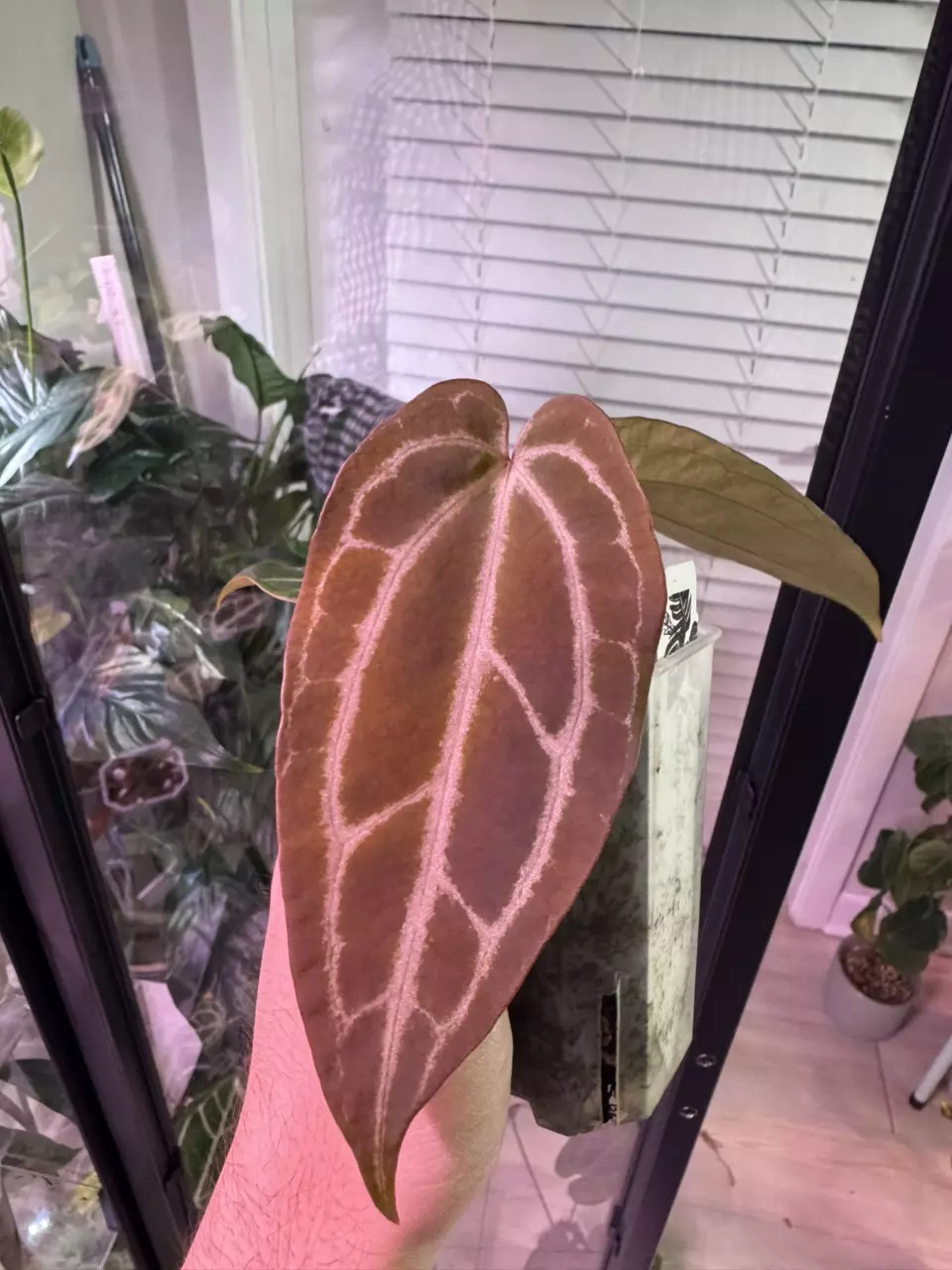 Tim’s Black x NSE Port. thumbnail