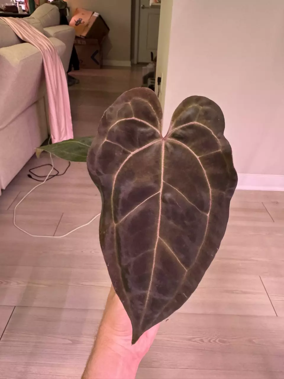 NOID “Shield” x (Var. Stripey Mag x AOS GF) thumbnail