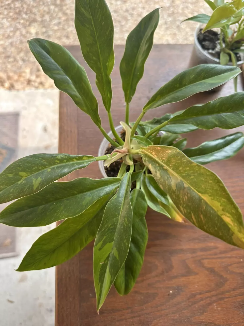 Ring of Fire Philodendron thumbnail