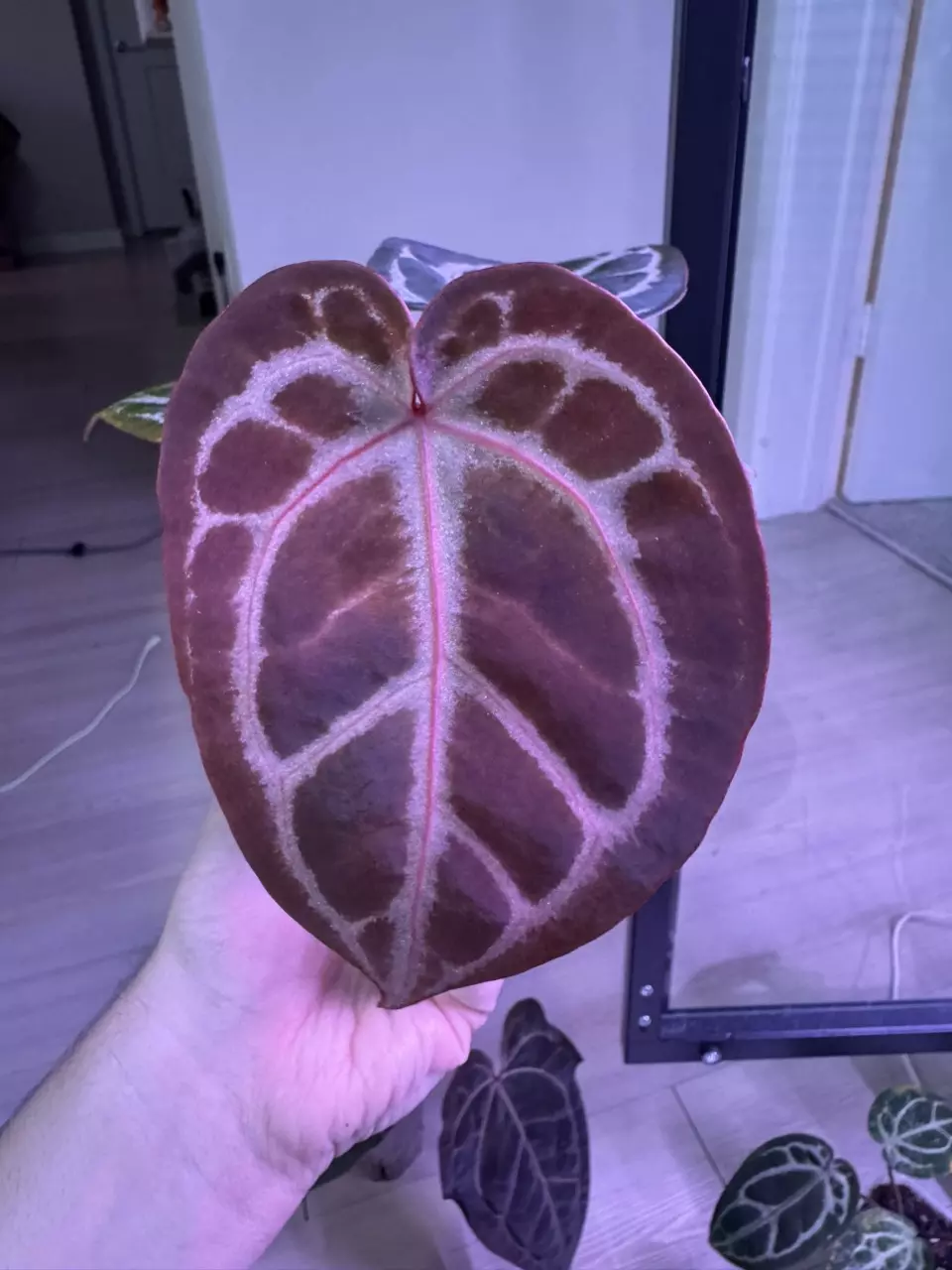 Mikey Boy x (Dreamweaver x Necromancer) thumbnail