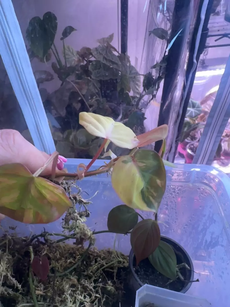 Pink Ferrari Micans thumbnail