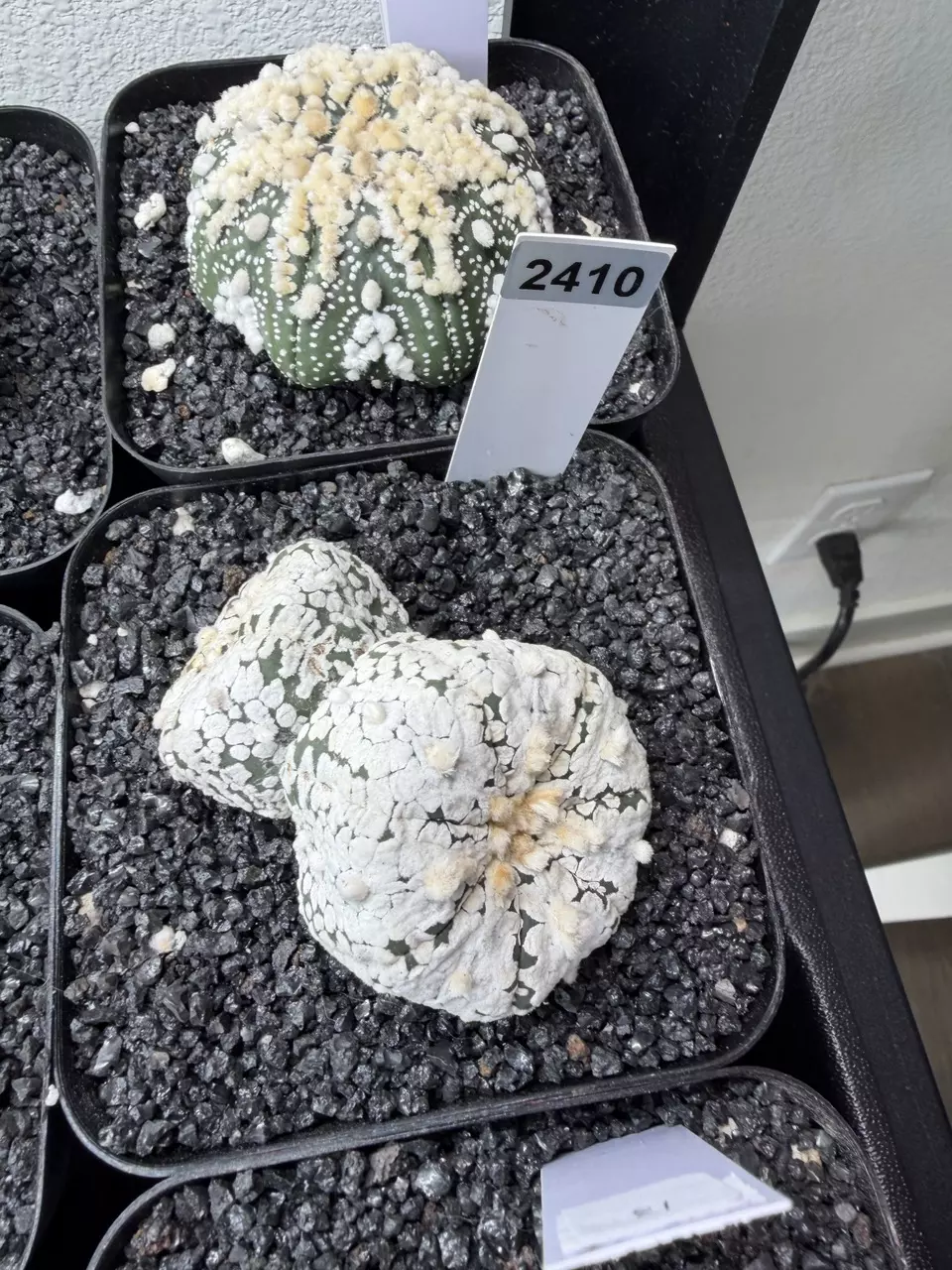 2410 - Astrophytum asterias cv. Super Kabuto thumbnail