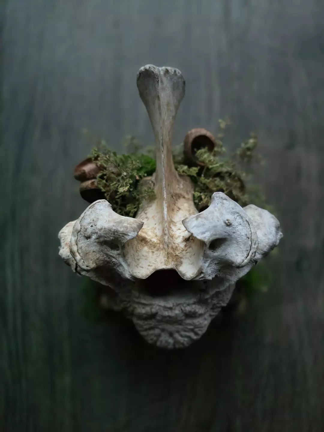 Cow Vertebrae Wall Hanging thumbnail