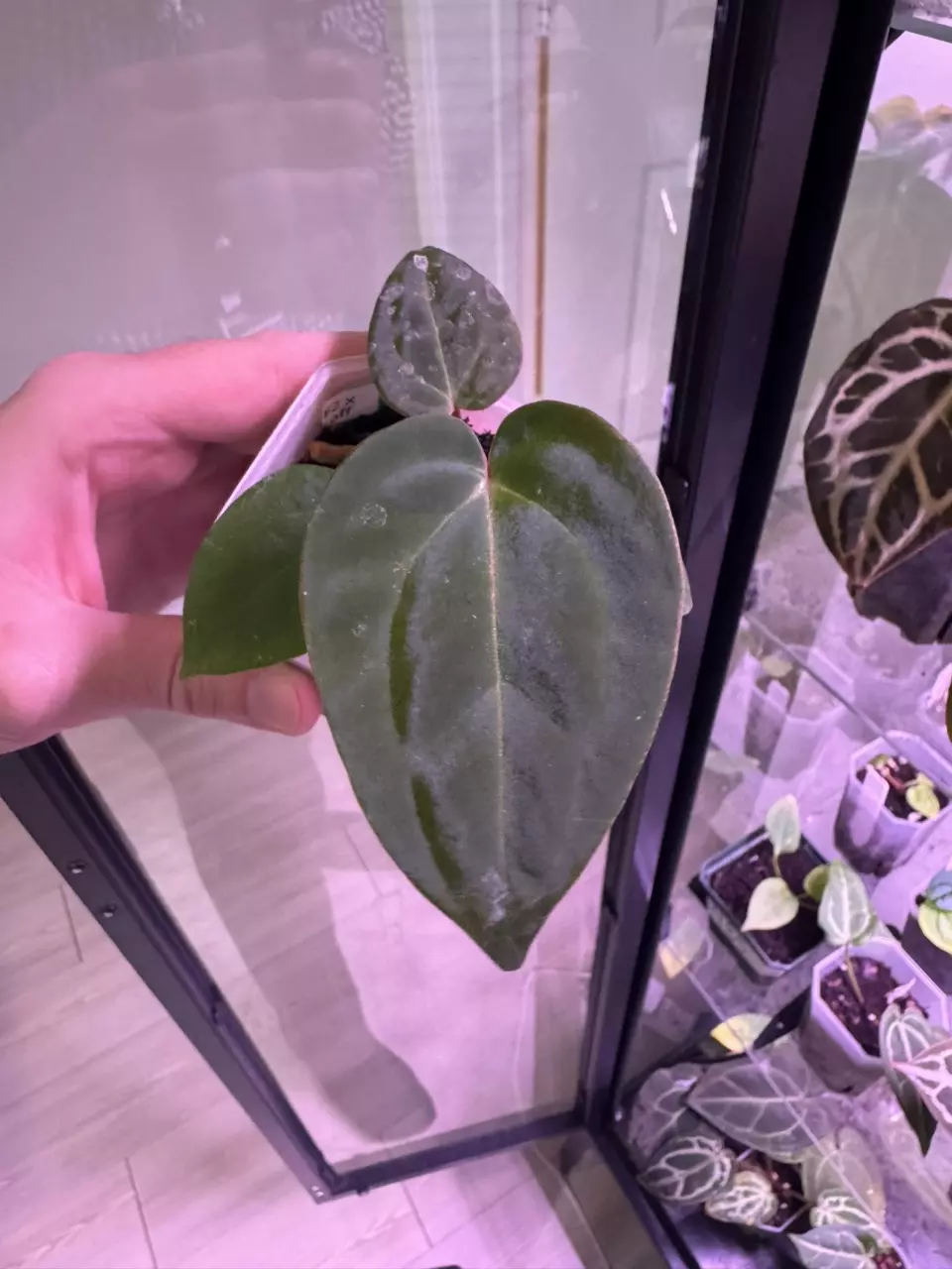 Doc F2 x Besseae aff. thumbnail