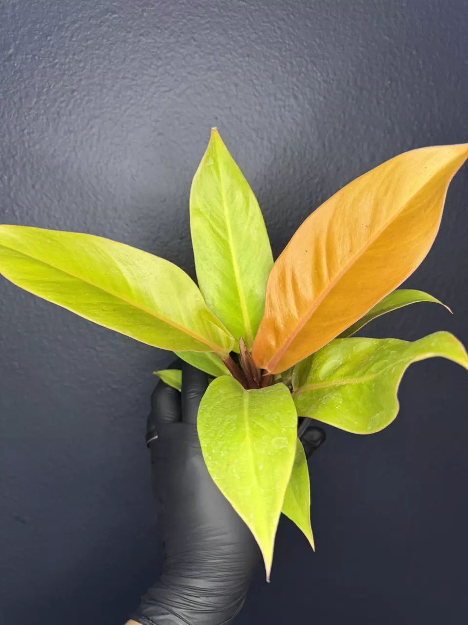 Philodendron Prince of Orange *Grower’s Choice thumbnail
