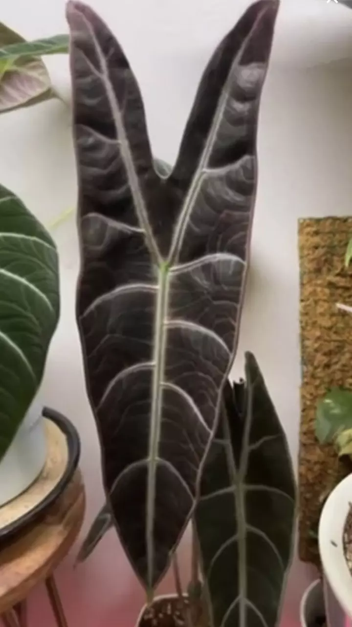 Alocasia longiloba purple prince mother in first pic (Pup only) corm not Tc. thumbnail