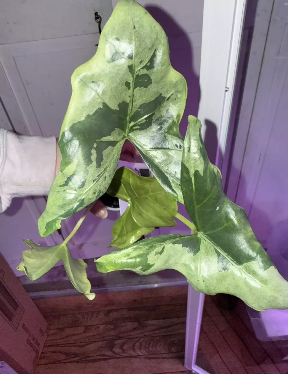 Batwing Mint Silver Bone SPROUTED/ROOTED CORM F thumbnail