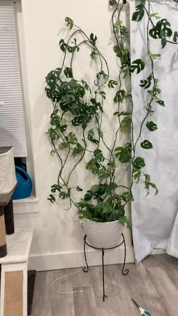 Rhaphidophora tetrasperma thumbnail