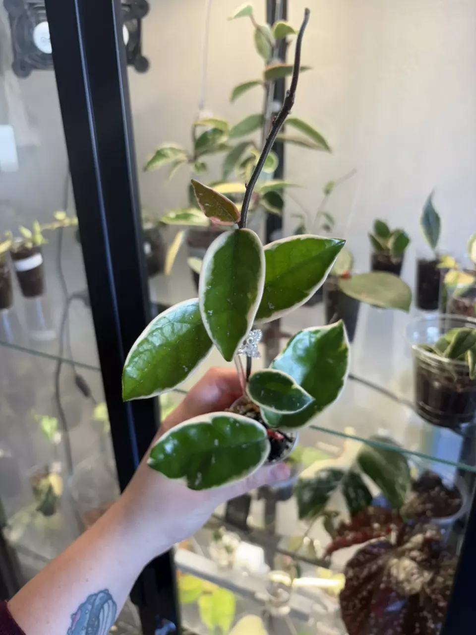 Carnosa Queen thumbnail