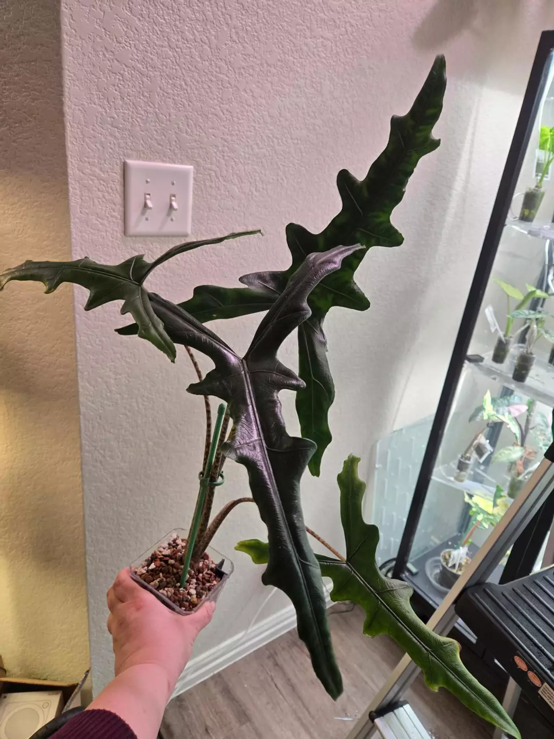 Sabrina narrow corm thumbnail