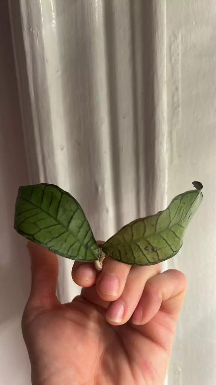 Hoya ganung gading cutting only (add on only) thumbnail