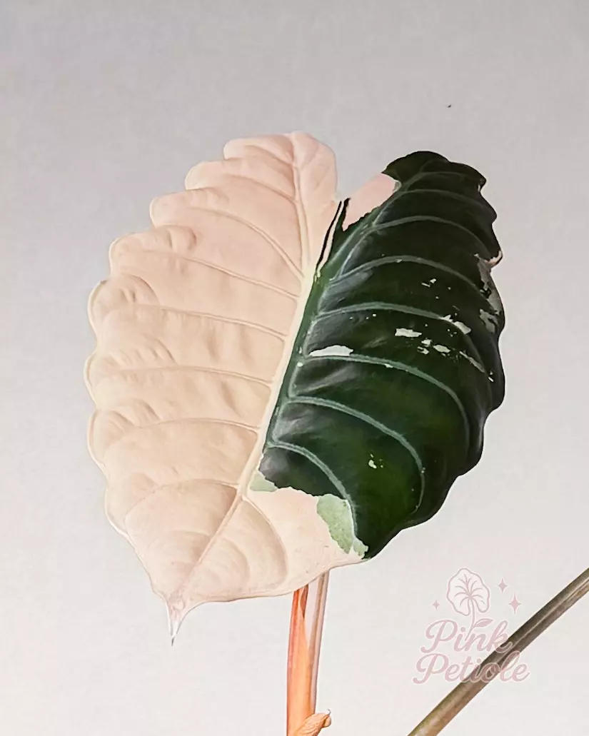 Alocasia Chantrieri Pink Pup thumbnail