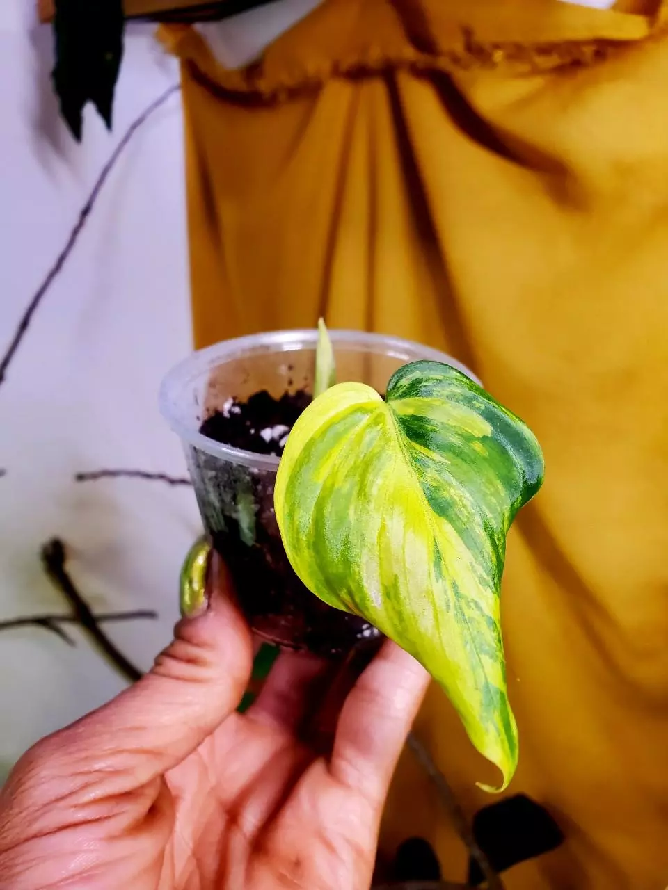 Aurea Micans Philodendron 🦄🪴✨️ Rooted Cutting #1 thumbnail