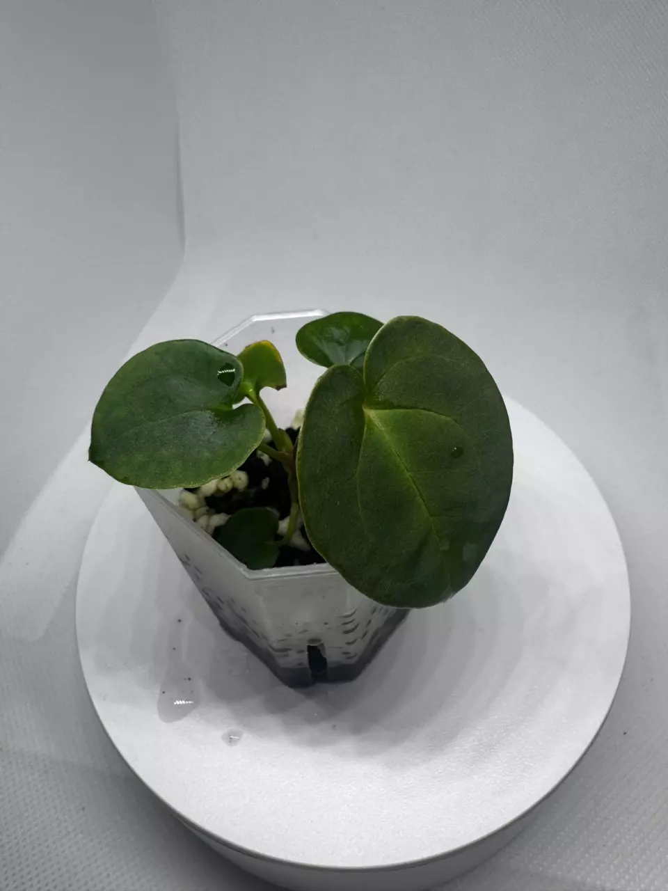 Anthurium Black Magic thumbnail