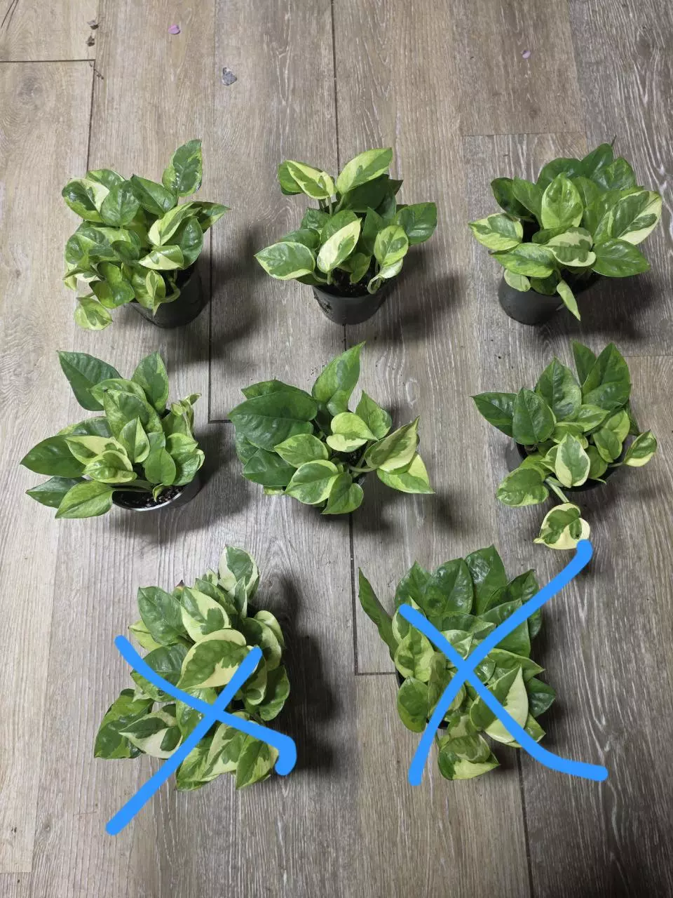 4" Lizard Queens Pothos thumbnail