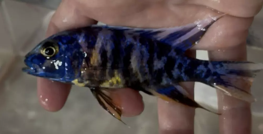 4.25” - 4.5” Blueberry OB thumbnail