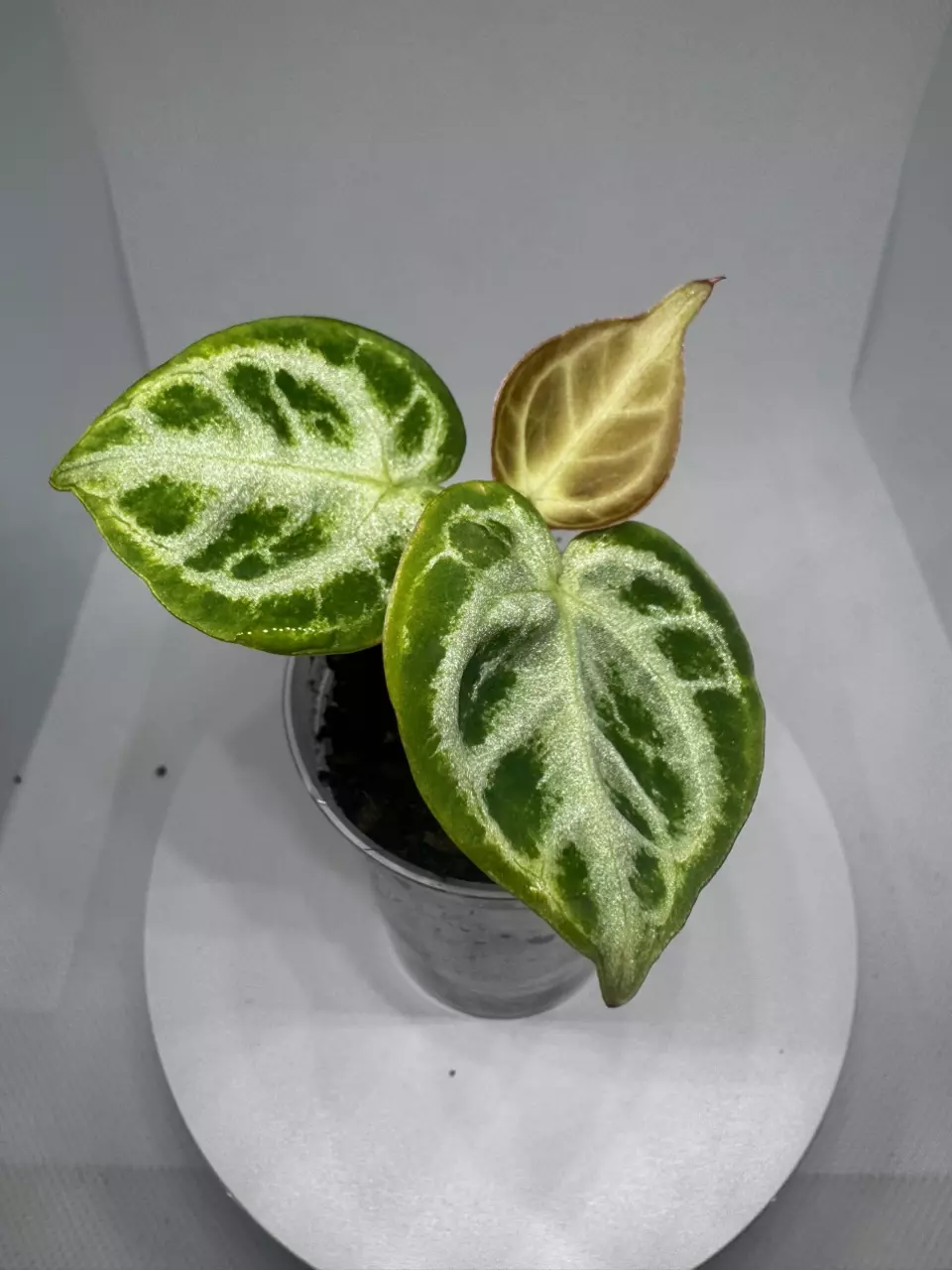 Dorayaki Anthurium thumbnail