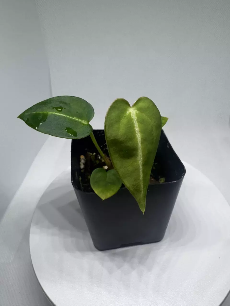 Mag Silver x AOS x Forgetii Red Spider thumbnail