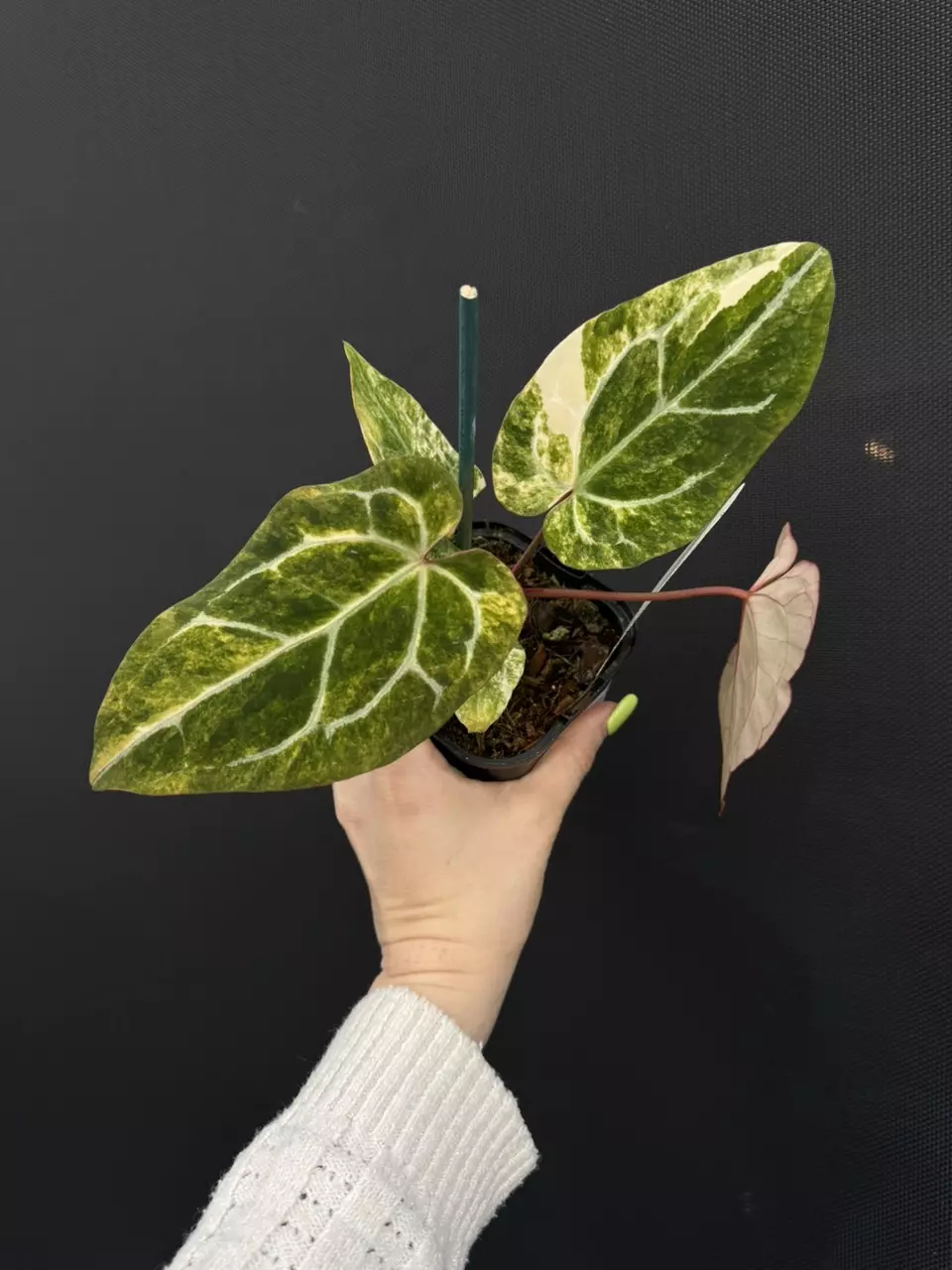 Variegated Anthurium Pap Mag thumbnail