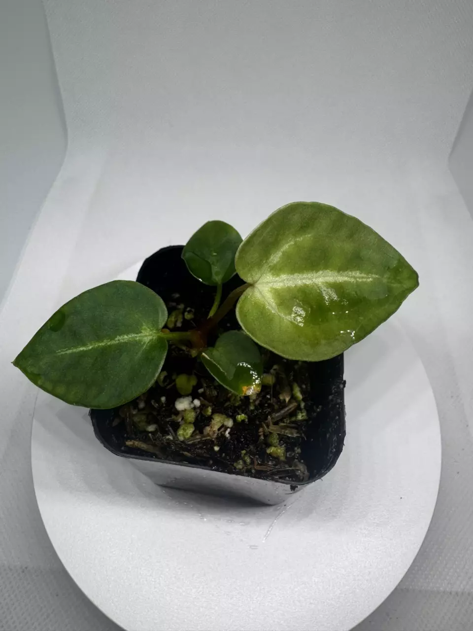 Forgetii White x Mag Silver thumbnail