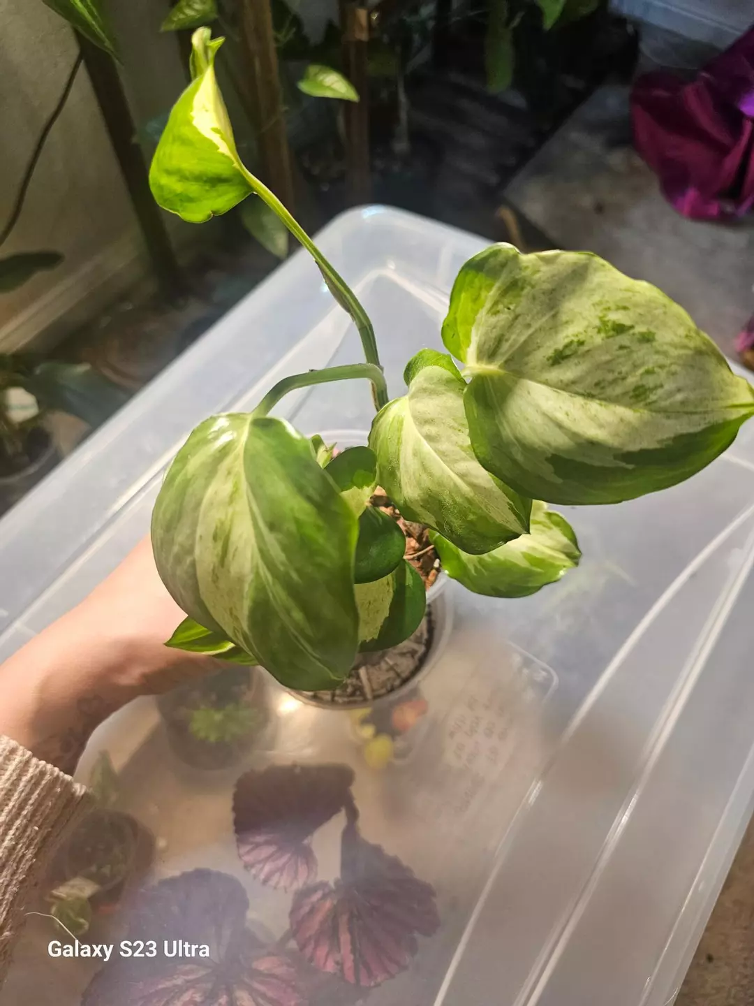 Manjula Pothos thumbnail