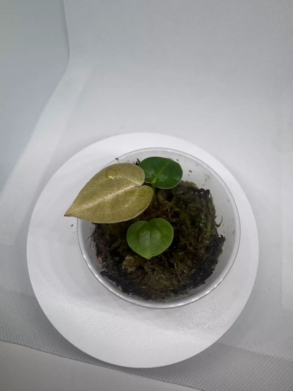 Forgetii x (Dark & Handsome x Michelle) thumbnail