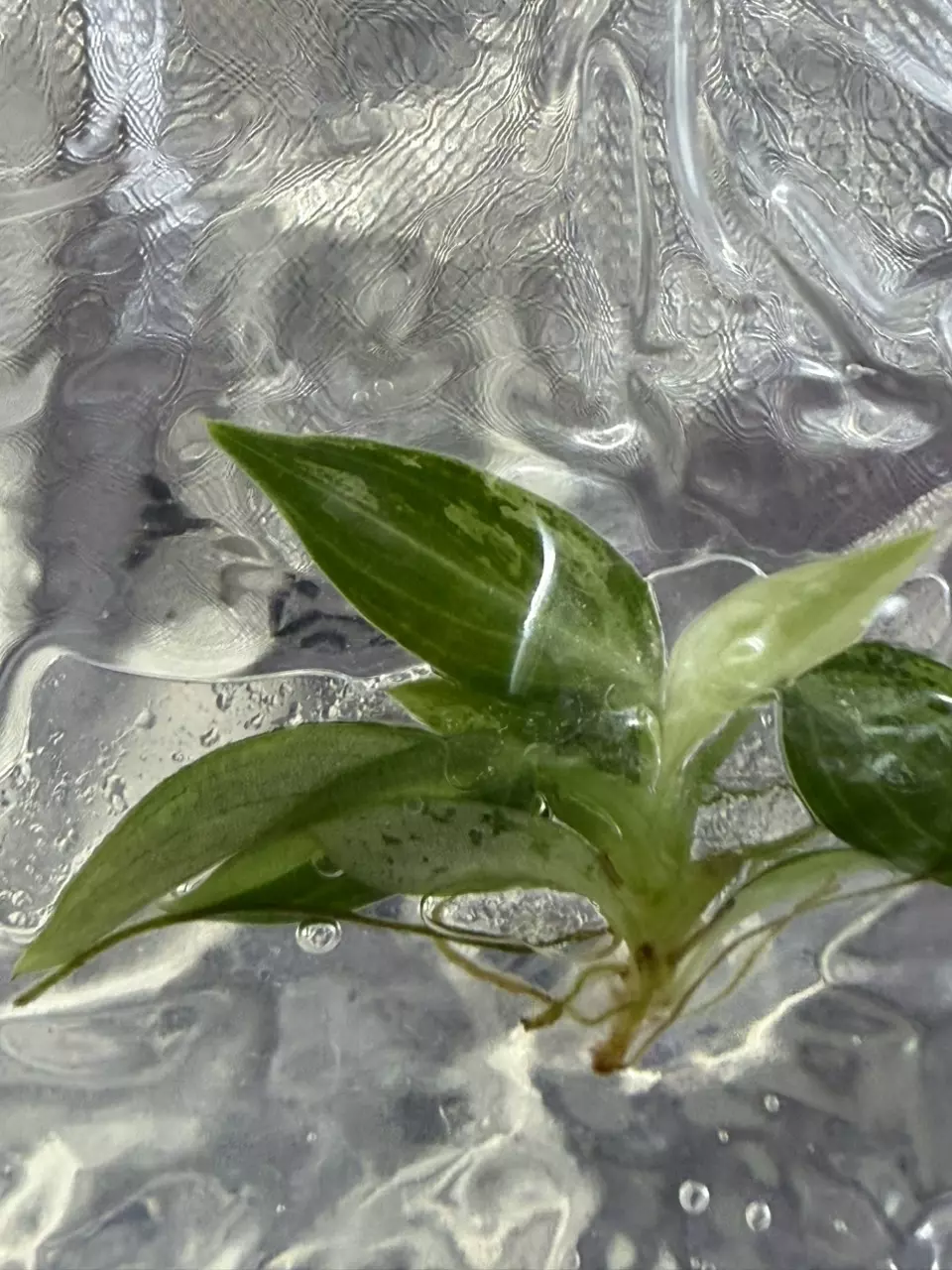 Variegated Philodendron Melanochrysum TC | Rare Velvet Climber | Tissue Culture thumbnail