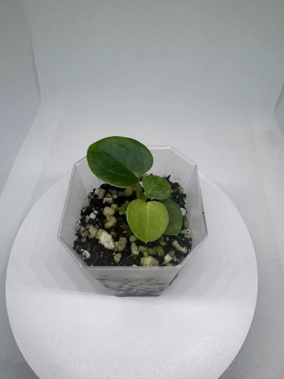 Anthurium Black Magic thumbnail