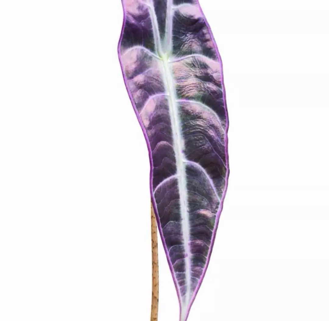Alocasia Longiloba ‘Purple Vein’ Tissue Culture Plant (TC) – Rare Aroid thumbnail