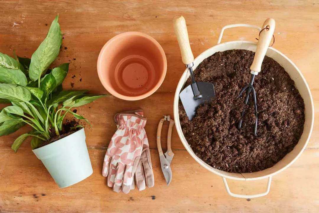 🪴 Pot my plug - hold for a week (read description) thumbnail