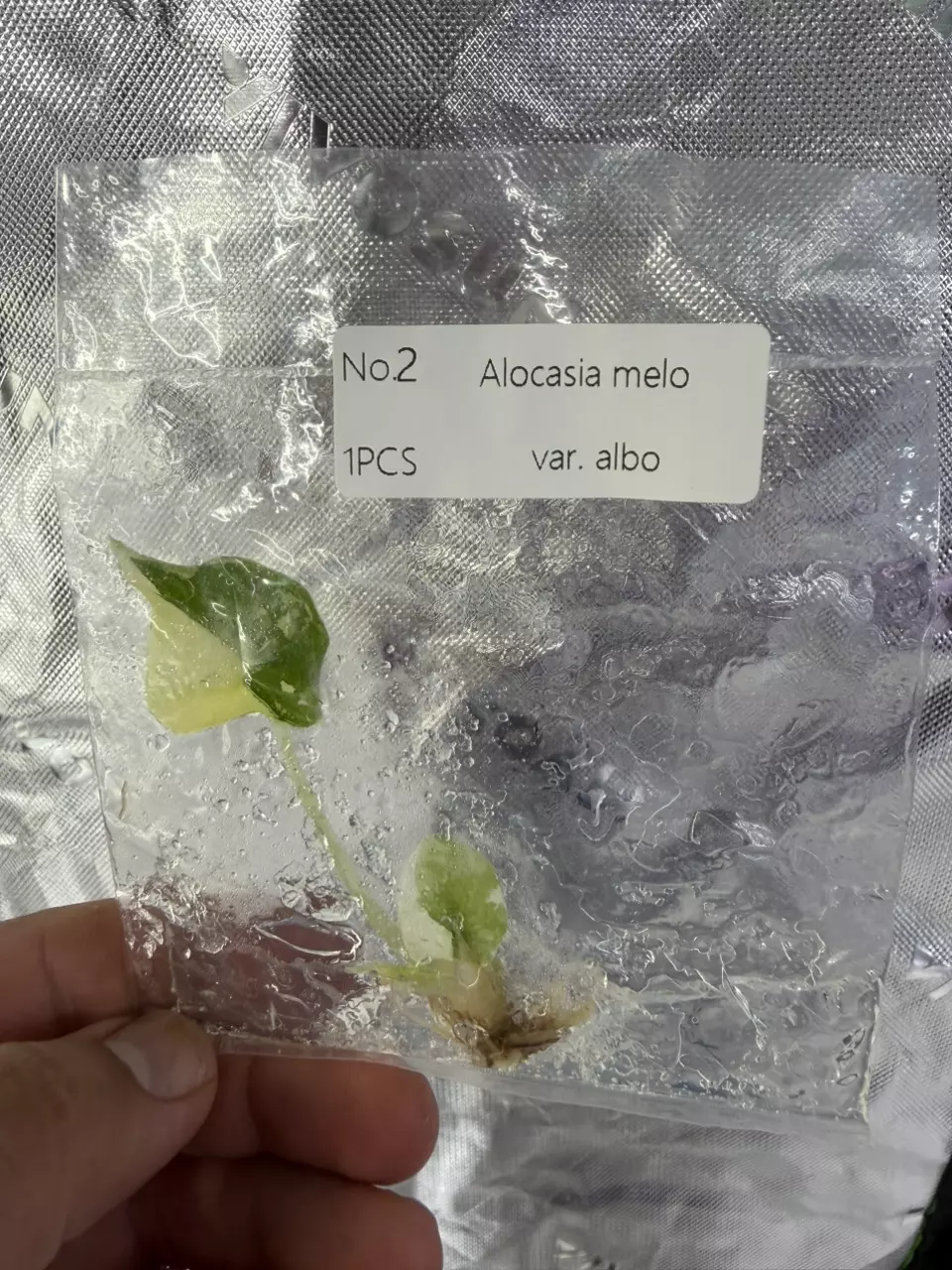 Alocasia Melo Albo TC | Rare Variegated Jewel Alocasia | Tissue Culture Starter thumbnail