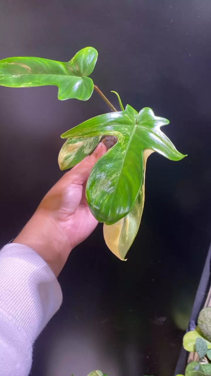 Florida Beauty thumbnail