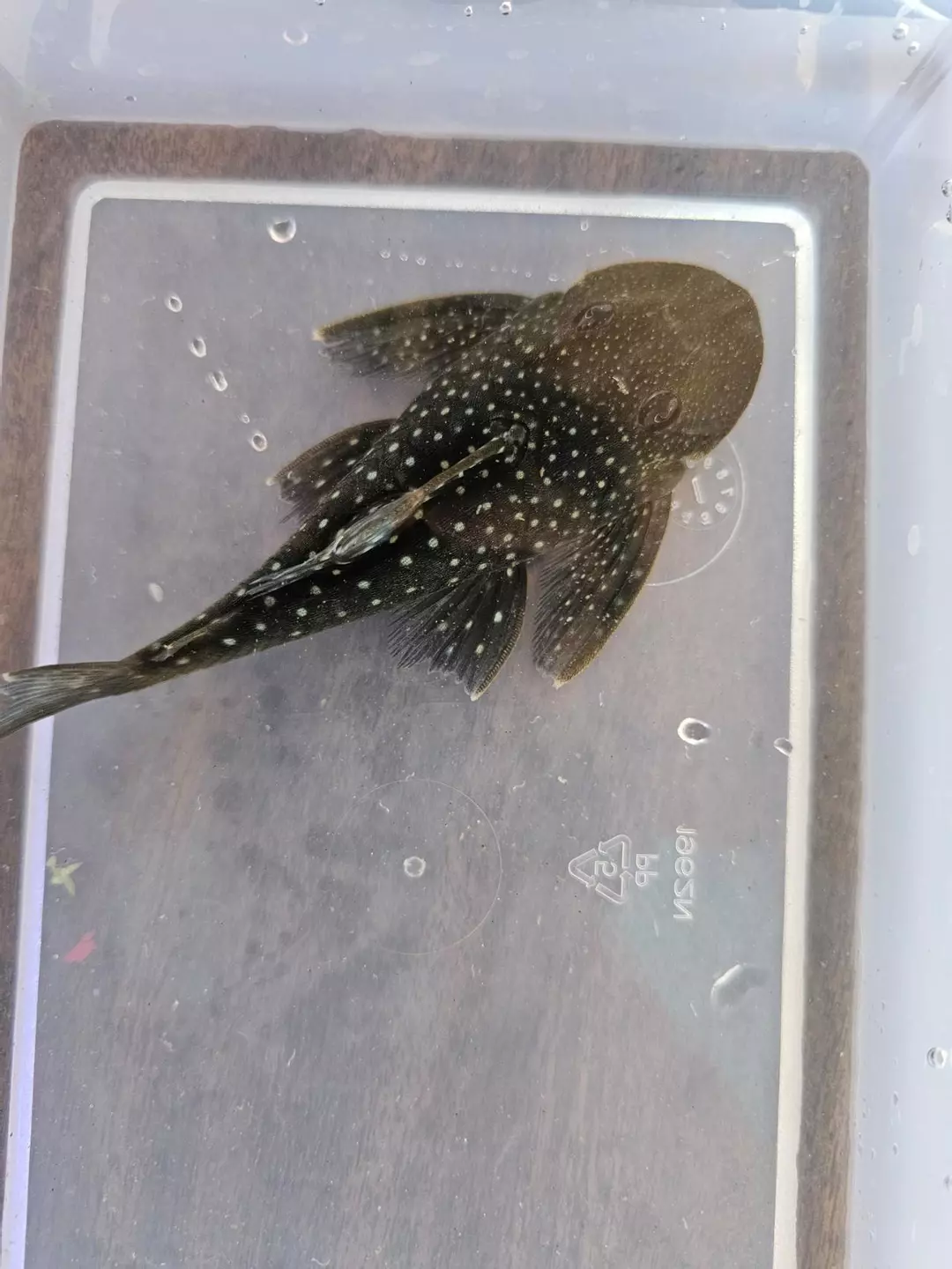 Blue phantom pleco thumbnail