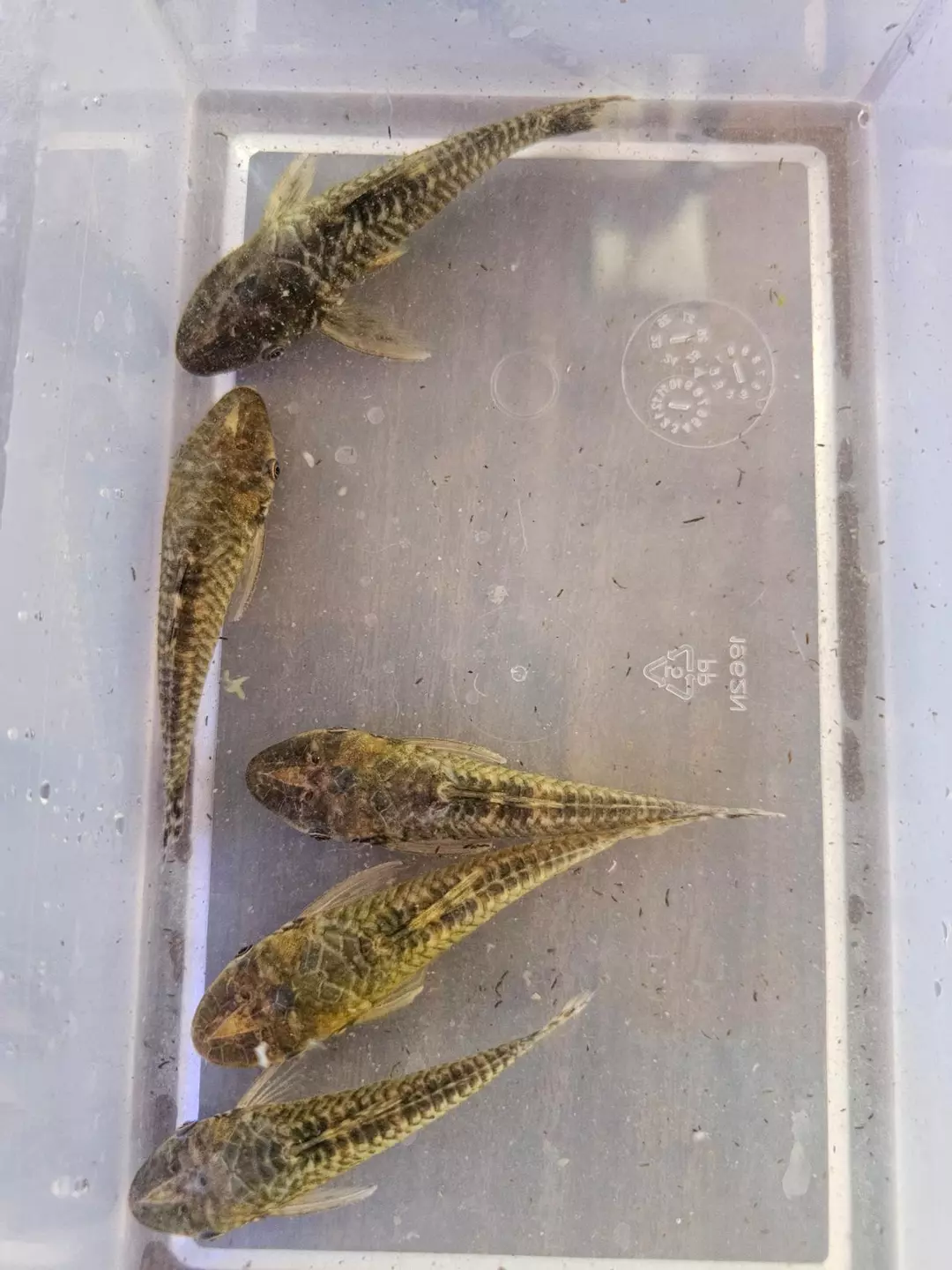 Giant Otocinclus thumbnail