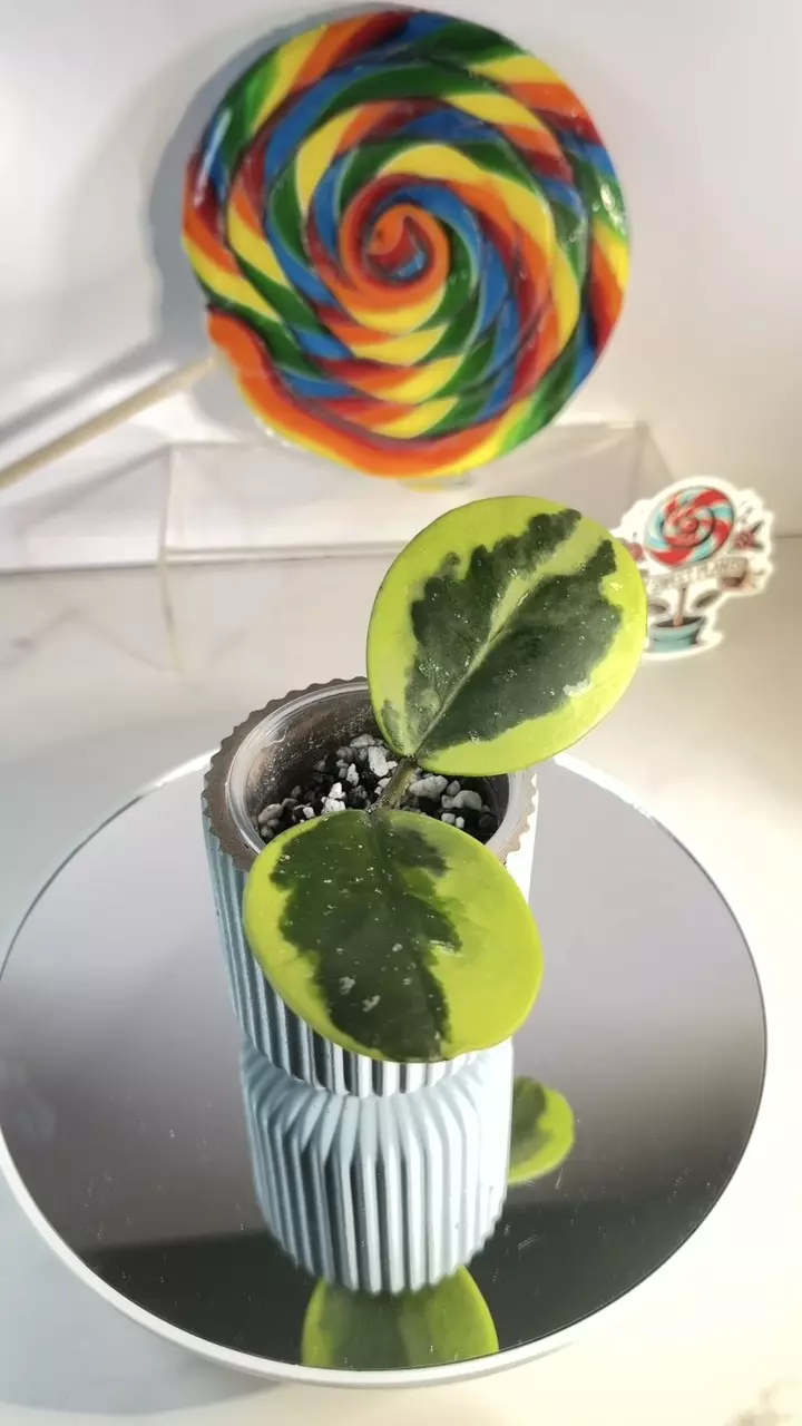 Hoya Obovata outer variegated thumbnail