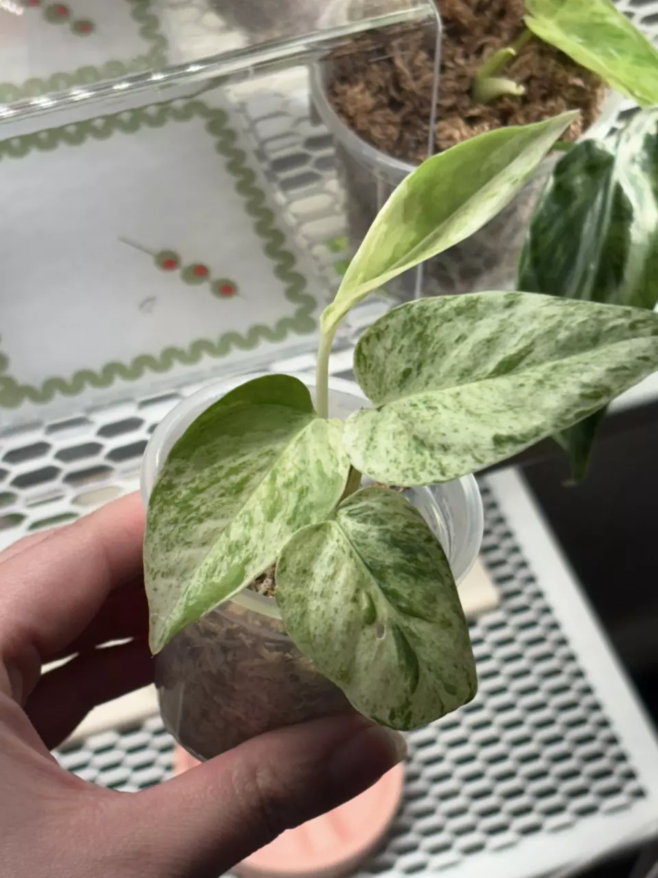 highly variegated epipprenum pinnatum marble thumbnail