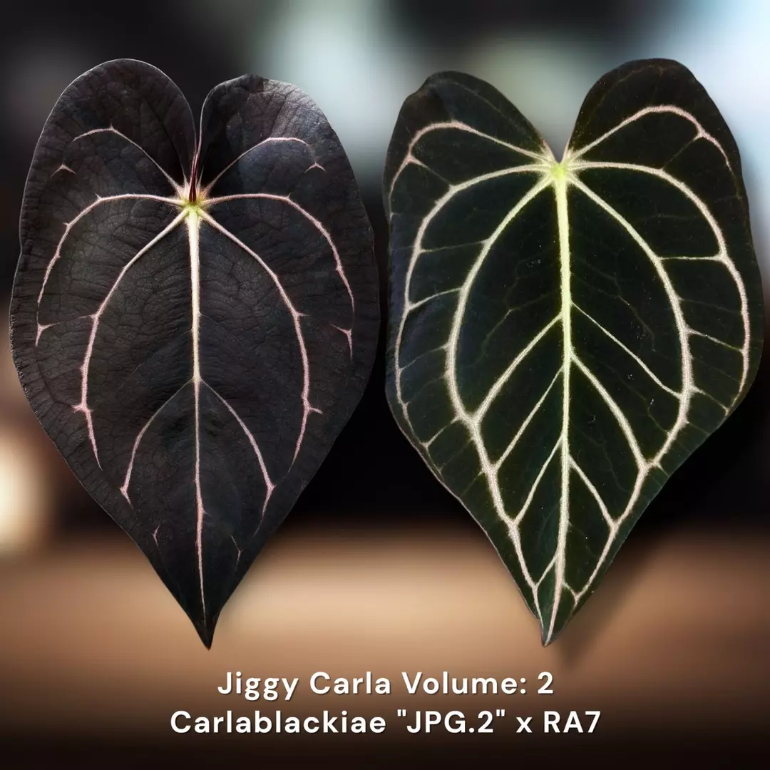 Jiggy Carla Volume 2 - Growers Choice 2-3 leaf thumbnail