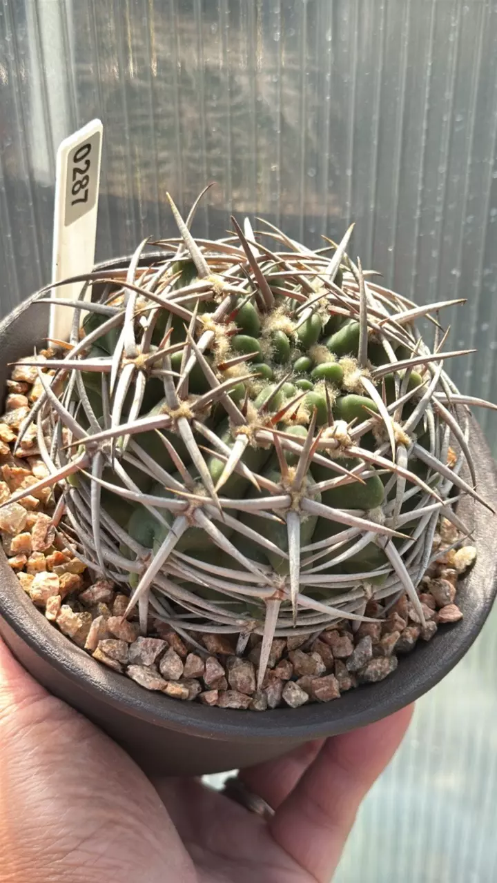 0287 Gymnocalycium castellanosii ssp. Ferocious 5” pot. thumbnail