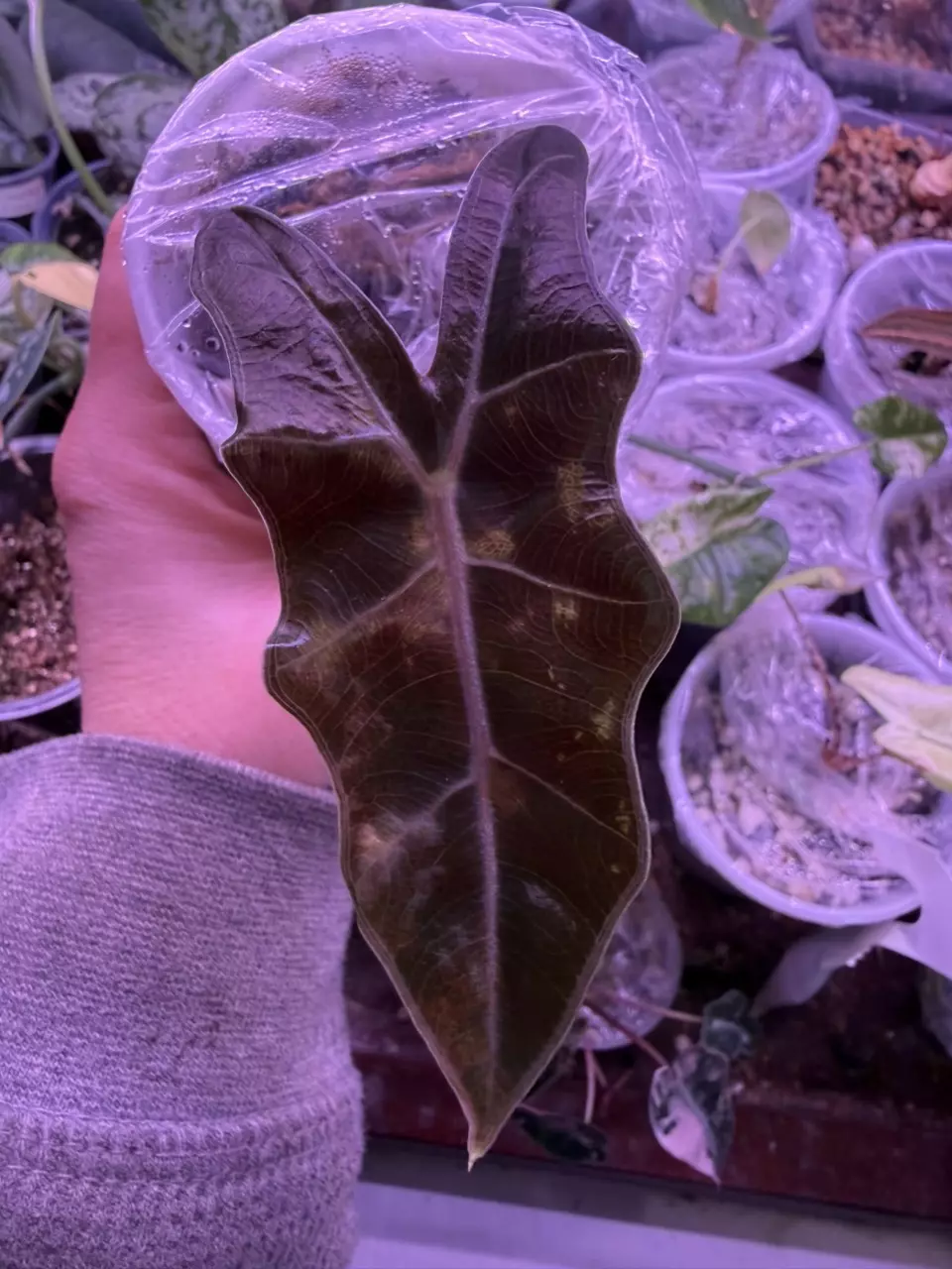 Aurea chantrieri pup thumbnail