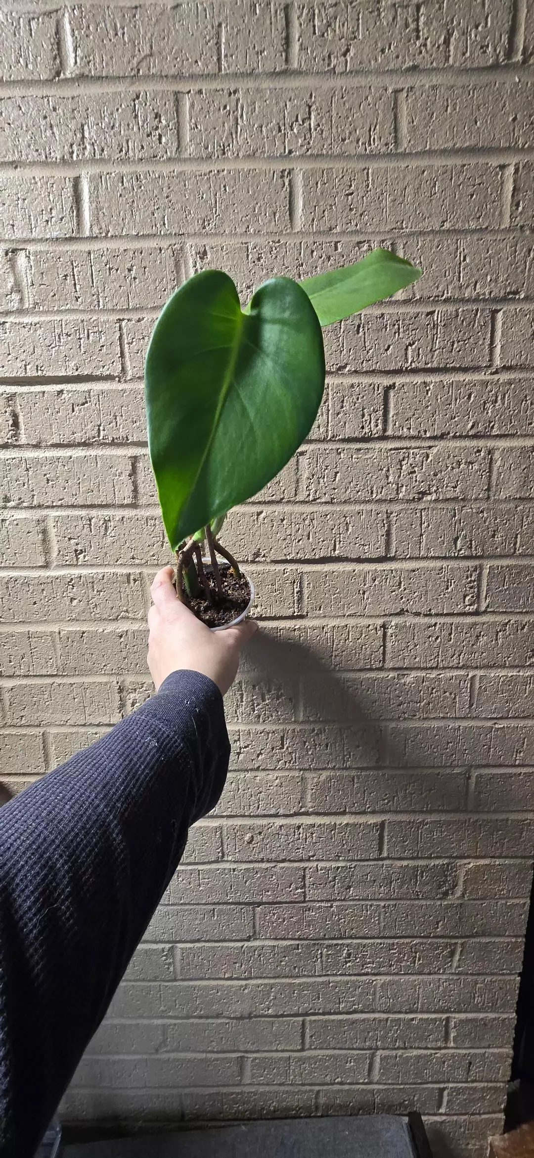 Monstera deliciosa large form thumbnail