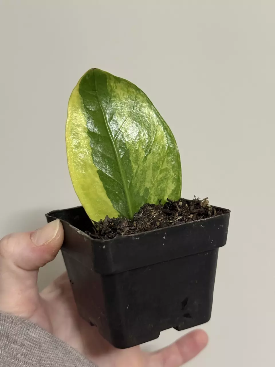 Variegated ZZ thumbnail