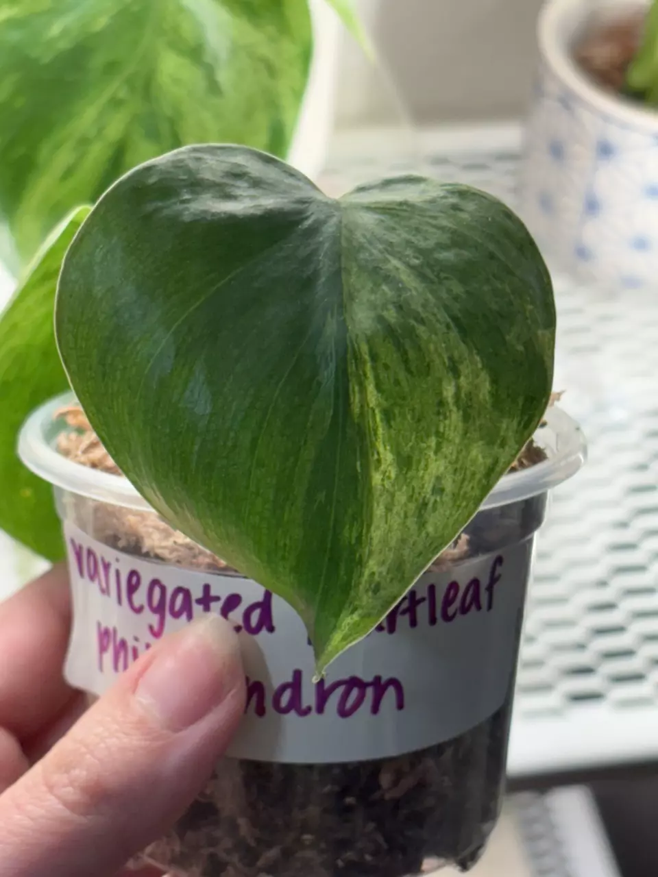 variegated heartleaf philodendron thumbnail