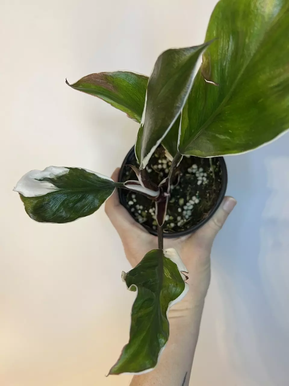 Philodendron White Knight Mutation thumbnail